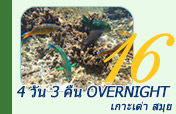 4 วัน 3 คืน Overnight เกาะเต่า สมุย